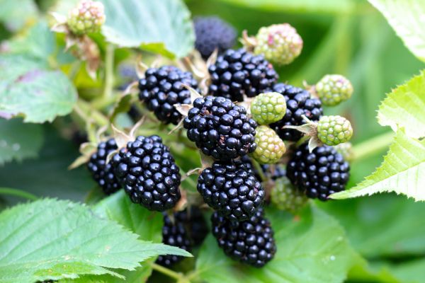 Blackberry Bush Removal in West Chester