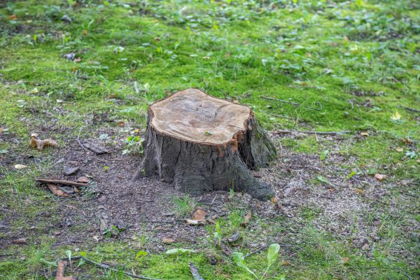 Bush Stump Removal in West Chester