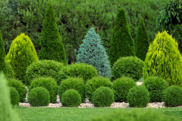 Cost of Bush Trimming Service in West Chester
