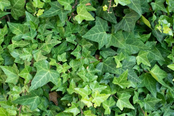 Cost of English Ivy Removal in West Chester