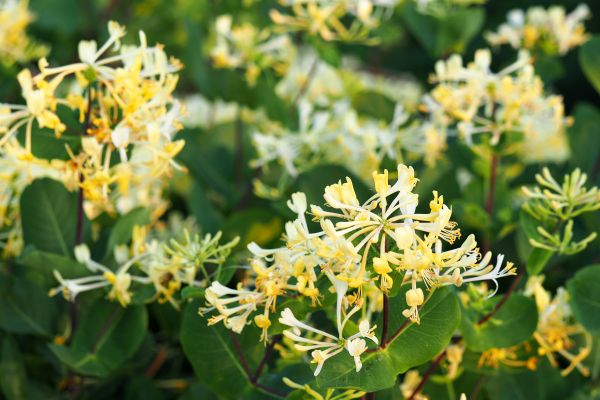 Cost of Honeysuckle Removal in West Chester