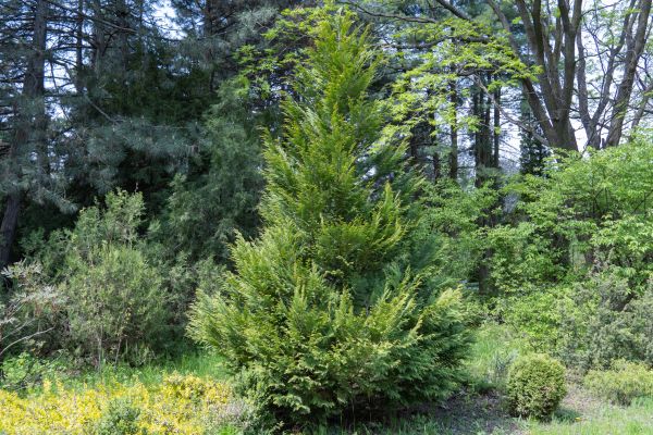 Cost of Juniper Pruning in West Chester