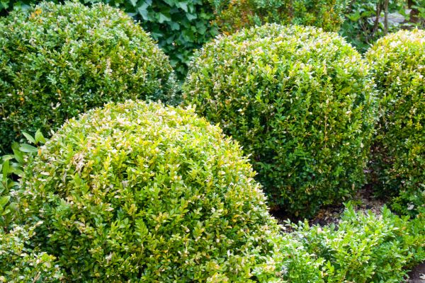 Landscape Trimming Service in West Chester