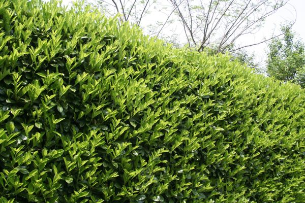 Laurel Removal in West Chester