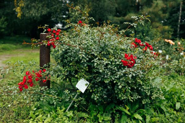 Rose Bush Removal in West Chester