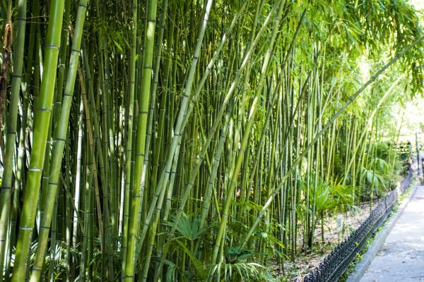 Bamboo Root Removal in West Chester