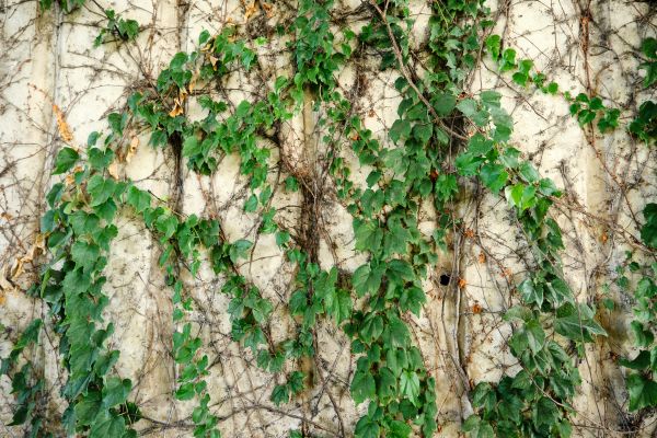 Vine Removal Service in West Chester