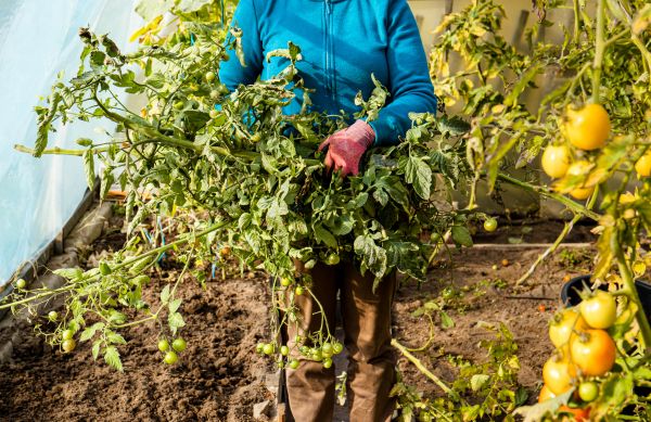 Cost of Garden Plant Removal in West Chester