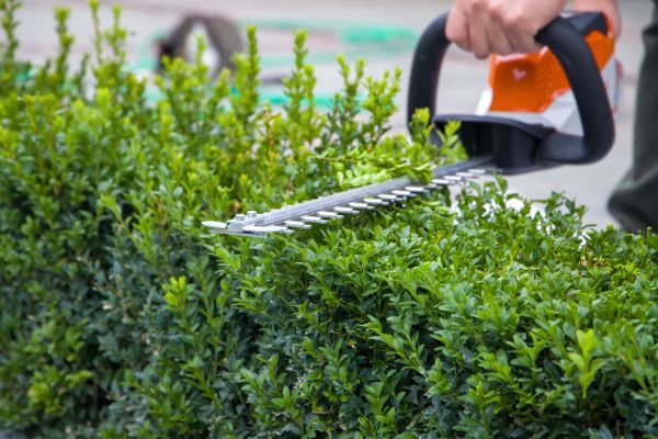 Hedge Shearing in West Chester