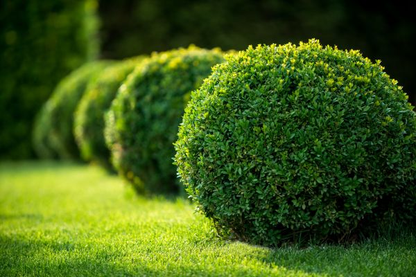 Cost of Bush Pruning in West Chester