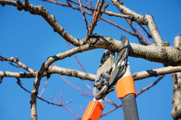 Selective Pruning in West Chester