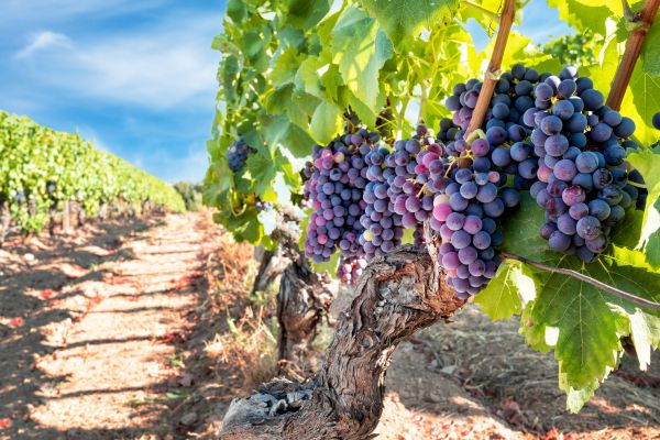 Cost of Grapevine Pruning in West Chester