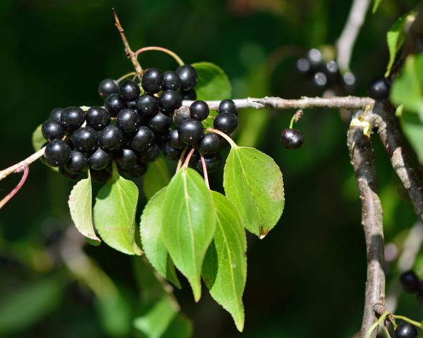 Cost of Buckthorn Removal in West Chester