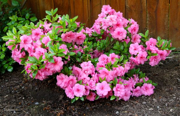 Azaleas Removal in West Chester