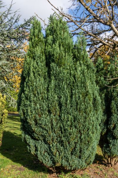 Cost of Juniper Trimming in West Chester