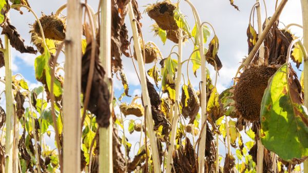 Cost of Dead Plant Removal in West Chester