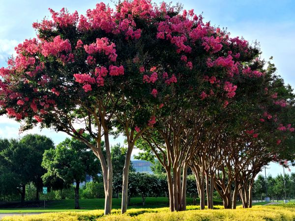 Cost of Crepe Myrtle Pruning in West Chester