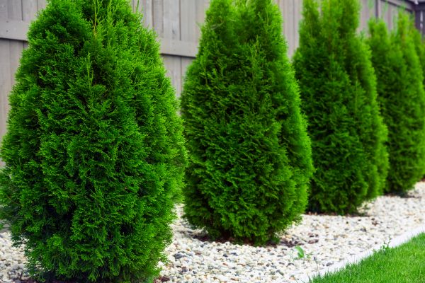Cost of Arborvitae Pruning in West Chester