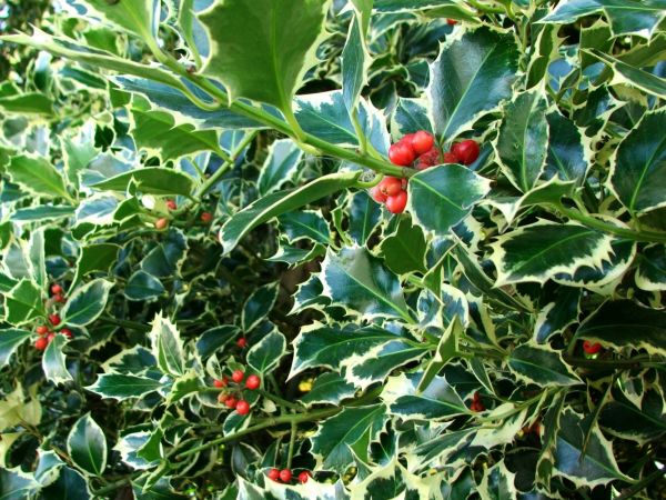 Cost of Holly Bushes Trimming in West Chester