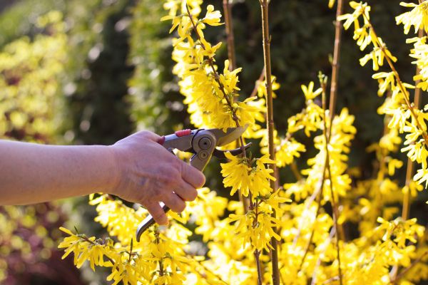 Forsythia Pruning in West Chester