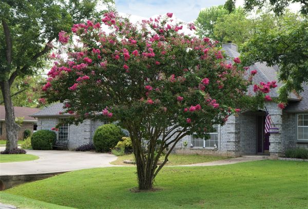 Crepe Myrtle Trimming in West Chester