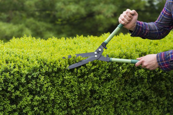 Cost of Evergreen Shrub Pruning in West Chester