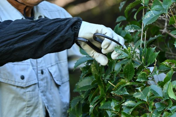 Holly Pruning in West Chester