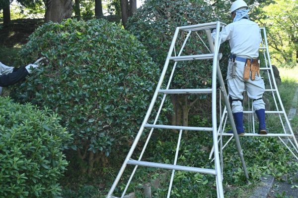 Holly Shaping in West Chester