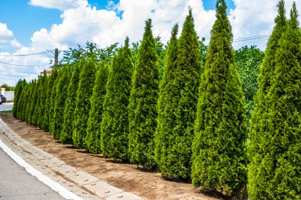 Cost of Arborvitae Shearing in West Chester
