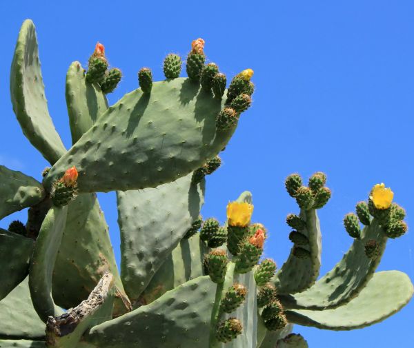 Cost of Cactus Removal in West Chester