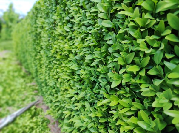 Cost of Boxwood Pruning in West Chester