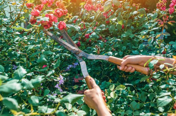 Knockout Roses Pruning in West Chester
