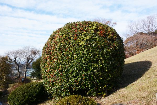 Cost of Holly Shrub Pruning in West Chester
