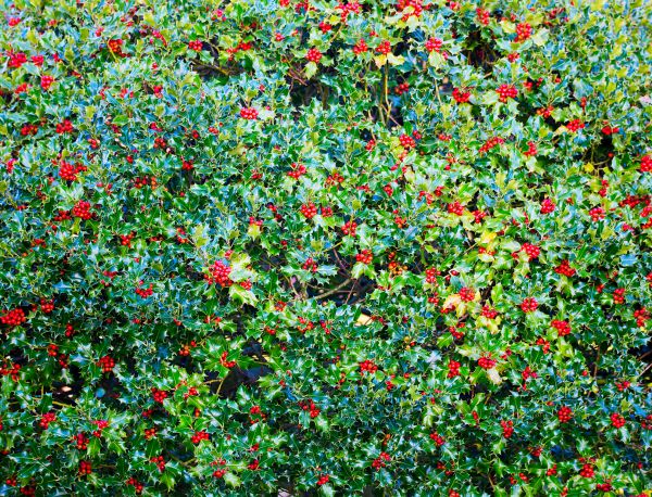 Holly Bush Removal in West Chester