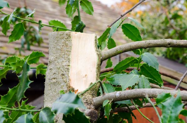 Holly Tree Removal in West Chester