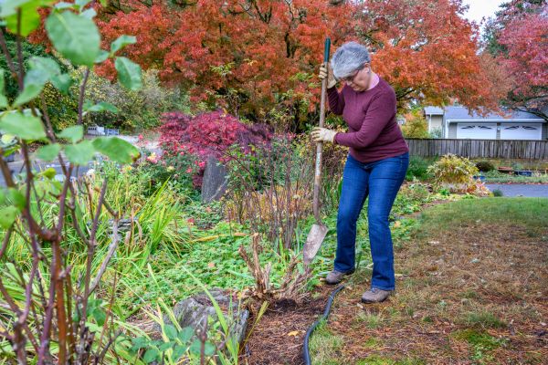 Dead Bush Removal in West Chester