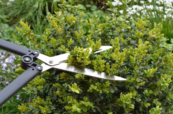 Cost of Boxwood Trimming in West Chester