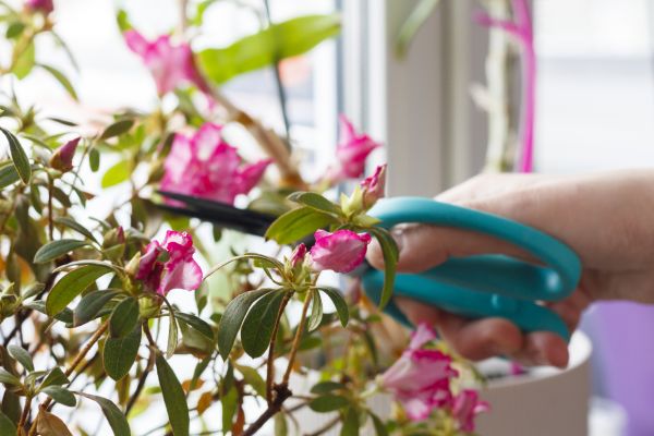 Azalea Pruning in West Chester