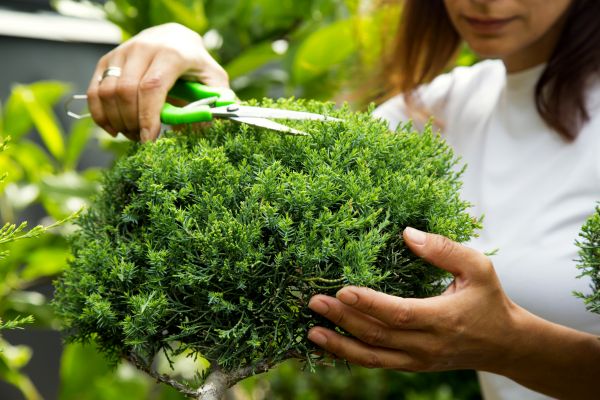 Cost of Juniper Shrub Pruning in West Chester