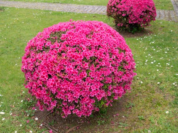 Cost of Rhododendron Pruning in West Chester