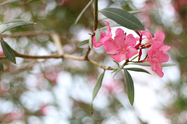 Oleander Removal in West Chester