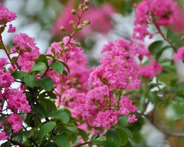 Crepe Myrtle Removal in West Chester
