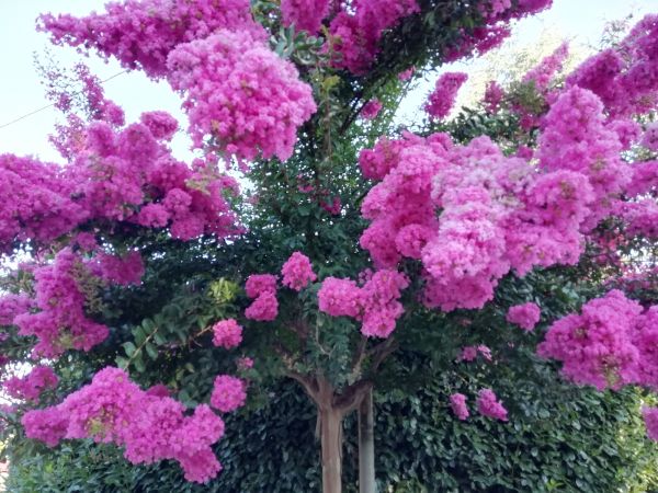 Cost of Crape Myrtle Pruning in West Chester