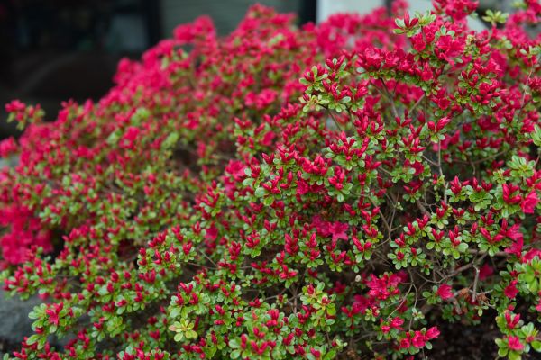 Weigela Removal Service in West Chester