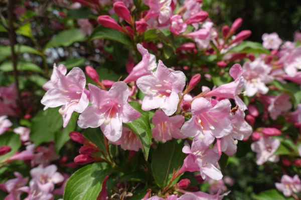 Weigela Pruning Service in West Chester