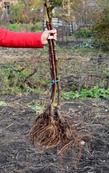 Cost of Shrub Root Removal in West Chester