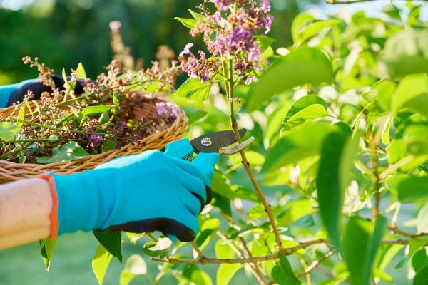 Lilac Trimming Service in West Chester