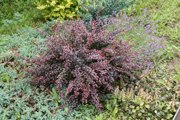 Japanese Barberry Removal in West Chester