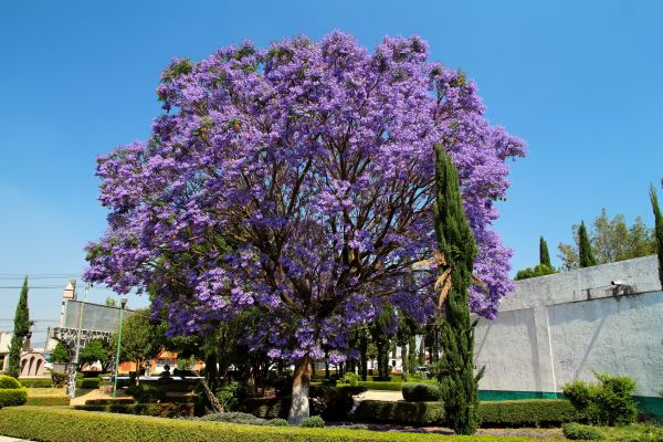 Jacaranda Pruning in West Chester