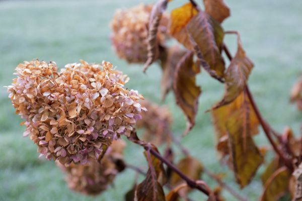Cost of Hydrangea Removal in West Chester